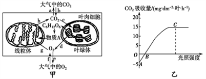 小麥植株進行光合作用和呼吸作用的最適溫度分別為25℃和30℃。下圖甲為小麥葉肉細胞中的部分代謝示意圖;圖乙是在CO2濃度一定、環境溫度為25℃、不同光照強度條件