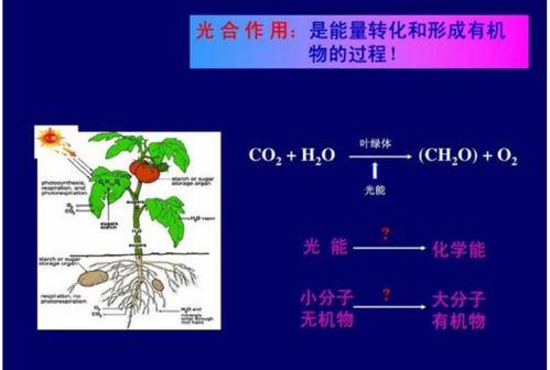 光合作用是一個光生物化學反應 光對 有機物 的影響極大