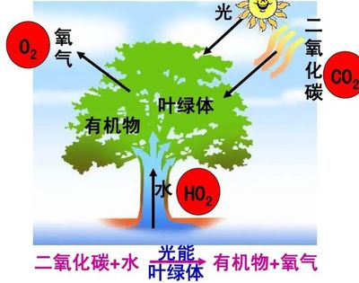 二氧化碳合成淀粉 科學(xué)突破與諾貝爾獎(jiǎng)前景