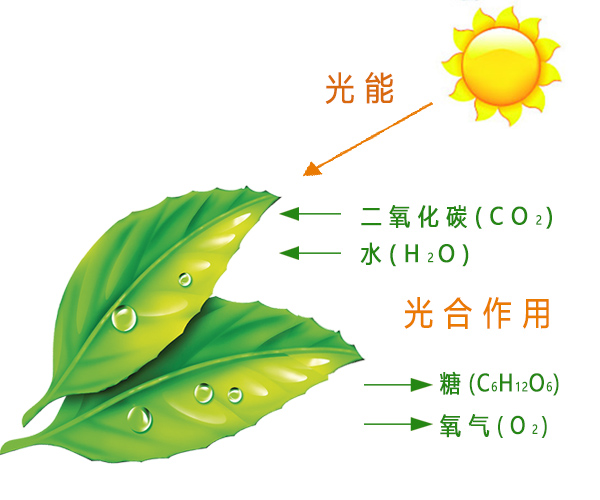 果樹光合作用最大化的關鍵因素與管理策略