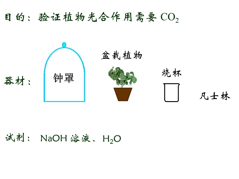 光合作用 地球生命的能量源泉