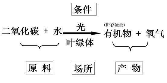 人類(lèi)能否模仿植物的光合作用？科學(xué)家 若成功堪比工業(yè)革命