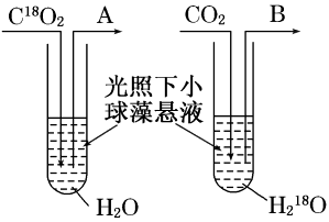 光合作用的過(guò)程及影響光合作用的環(huán)境因素